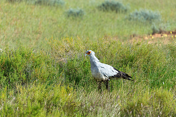 Image showing Secretary bird Kalahari Transfrontier Park, South Africa