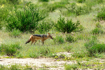 Image showing black-backed jackal South Africa, safari wildlife