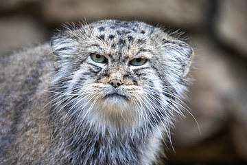 Image showing Pallas\'s cat, Otocolobus manul