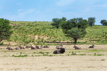 Image showing Gemsbok baby, Oryx gazella in Kalahari