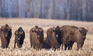 Image showing European bison grazing in sunny day