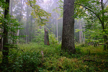 Image showing Misty morning in autumnal forest