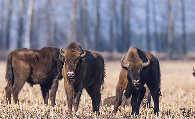 Image showing European bison grazing in sunny day