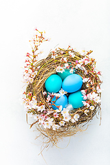 Image showing Happy Easter - nest with Easter eggs and cherry branch on white background with copy space