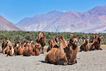 Image showing Camels in Nubra vally, Ladakh