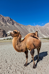 Image showing Camel in Nubra vally, Ladakh