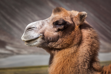 Image showing Camel in Nubra vally, Ladakh