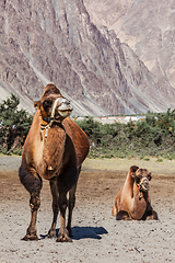 Image showing Camel in Nubra vally, Ladakh