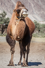 Image showing Camel in Nubra vally, Ladakh