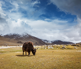 Image showing Yak grazing in Himalayas