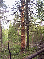 Image showing Wild pine with unusual branches