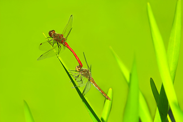 Image showing two dragonflies sit on the green leaves