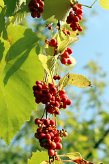 Image showing branches of red ripe schisandra 