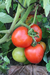 Image showing red tomatos in the bush