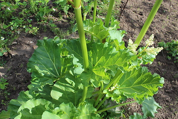 Image showing big leaves of rhubarb