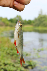 Image showing rudd caught on the hook