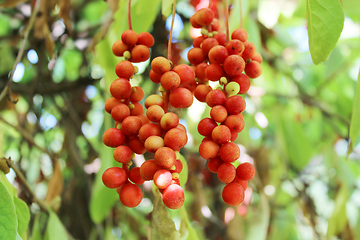 Image showing branch of red ripe schisandra 