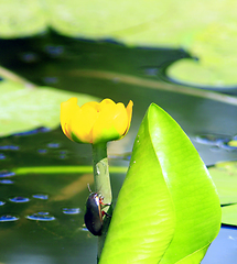 Image showing Dytiscidae on the flower of yellow Nuphar lutea