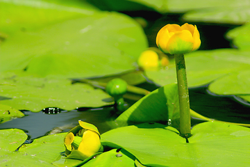 Image showing yellow flowers of Nuphar lutea