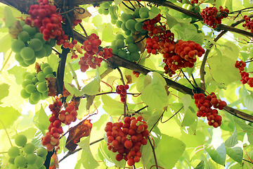 Image showing branches of red ripe schisandra 