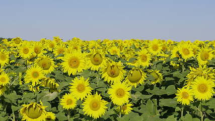 Image showing Field of blossoming sunflowers against the blue sky