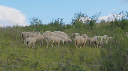 Image showing Group of sheep gazing, walking and resting on a green pasture in Altai mountains. Siberia, Russia