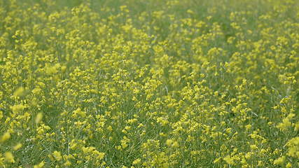 Image showing Flowering field of yellow canola in the wind