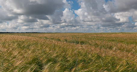 Image showing landscape of wheat field at harvest