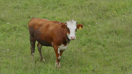 Image showing Young bull-calve grazes on the green field slow motion