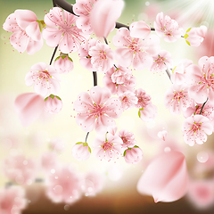 Image showing Cherry blossom, sakura flowers. EPS 10