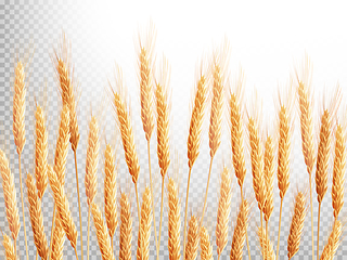 Image showing Field of golden wheat. EPS 10