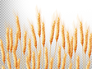 Image showing Ears of wheat. EPS 10