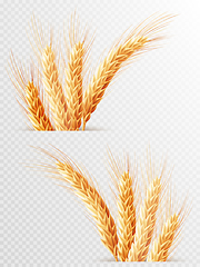 Image showing Two Wheat ears isolated. EPS 10