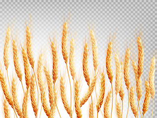 Image showing Wheat isolated on a transparent background. EPS 10
