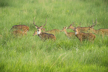 Image showing Sika or spotted deers herd in the elephant grass