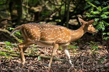 Image showing spotted or sika deer in the jungle