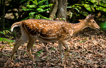 Image showing spotted or sika deer in the jungle