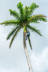 Image showing Adult male climbs coconut tree to get coco nuts