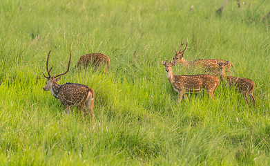 Image showing Sika or spotted deers herd in the elephant grass