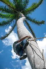 Image showing Adult male climbs coconut tree to get coco nuts