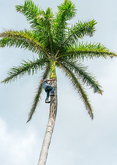 Image showing Adult male climbs coconut tree to get coco nuts