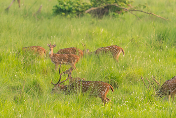 Image showing Sika or spotted deers herd in the elephant grass