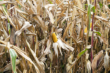 Image showing field of ripe corn