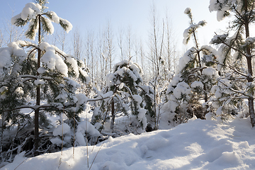 Image showing Trees in winter