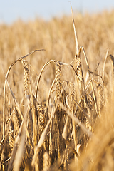 Image showing field of ripe cereal