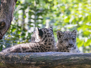 Image showing cute kitten of Snow Leopard cat, Irbis
