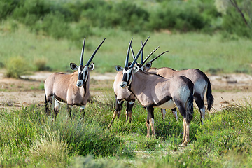 Image showing Gemsbok, Oryx gazella in Kalahari