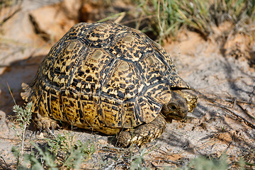 Image showing turtle leopard tortoise, South Africa wildlife