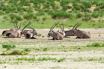 Image showing Gemsbok, Oryx gazella in Kalahari