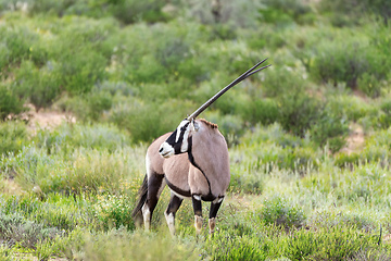 Image showing Gemsbok, Oryx gazella in Kalahari